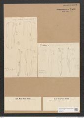 Amphiprora semistriata Grun. (de-Toni-Nr.: Genus 29) Zeichnungen Sammlung Grunow Nr. 2586 (NHMW-BOT-W0369773)